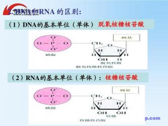 脱氧核糖核酸（DNA）的基本单元：脱氧核糖核苷酸及其合成途径