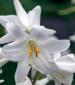 白百合花：纯洁、幸福与百年好合的象征