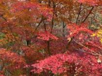 《山行》描写了四种秋季美景：寒山、白云、枫叶与石径