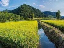 听取蛙声一片的上一句：稻花香里说丰年