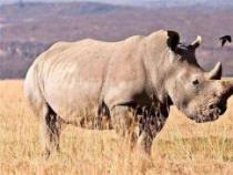 世界珍稀动物大盘点：爪哇犀牛、红狼、直角大羚羊、大熊猫、考艾鸥鸟