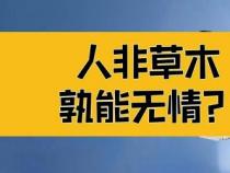人非草木孰能无情：解读《水浒传》中的情感与感激