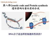 核糖体的功能：解码遗传密码，构建蛋白质