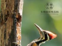 安全帽的发明受啄木鸟启发：自然界生物多样性的重要性