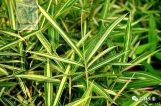 竹子：草还是树？从植物学角度解析其分类之谜