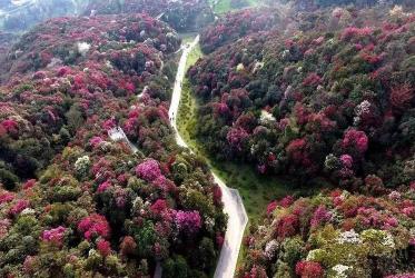 地理论文：百里杜鹃风景名胜区的自然之美与人文之韵