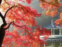 深入解析Park的含义：从公园到停车场的探索
