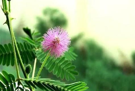 含羞草有毒：观赏植物背后的潜在危害