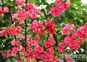 探寻“带花的成语”：丰富多彩的花语世界
