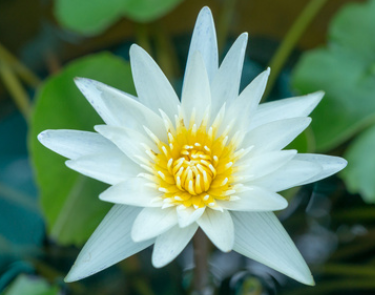 白莲花是什么意思：外表纯洁，内心阴暗的网络新词