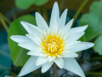 白莲花是什么意思：外表纯洁，内心阴暗的网络新词