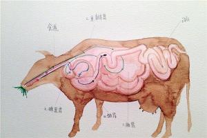 牛的胃室结构与功能：牛有几个胃？