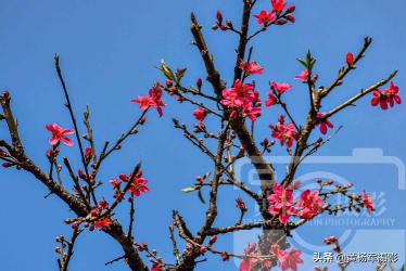 描写桃花盛开的绝美瞬间：春光中的绚烂盛宴
