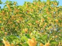 家乡的一处景物：探秘植物园桂花盛宴与船儿岛夜色的魅力