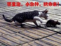 狗拿耗子多管闲事：一场猫狗之间的捉鼠大战