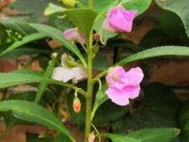凤仙花独特传播种子方式揭秘：自力更生的弹射传播
