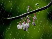 描写夏天的雨的诗句：雨中的生命赞歌与诗意情怀