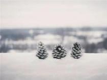 雪鲁迅赏析：独特笔触下的纯净世界之美