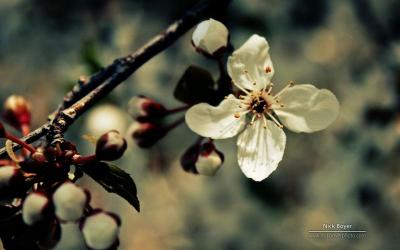 《鲜花朵朵开》：绽放自然的美丽与科学的魅力