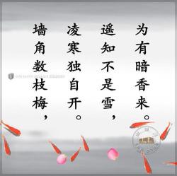 写梅花的古诗：探寻古代诗人笔下的梅花之美
