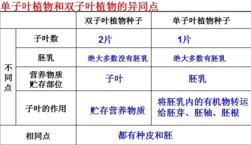 种子植物：植物界的最高等类群及种子的结构与功能